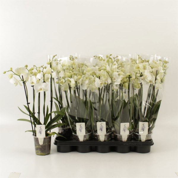 PHALAENOPSIS ANTH INVERNESS
