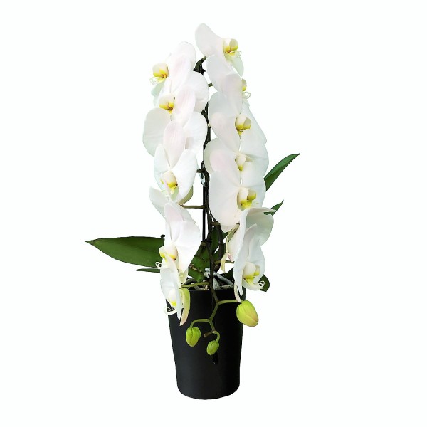 PHALAENOPSIS OTHER WHITE