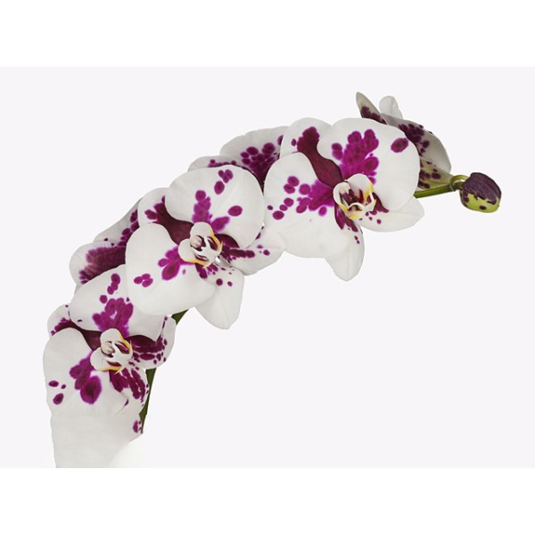PHALAENOPSIS KIMBERLEY
