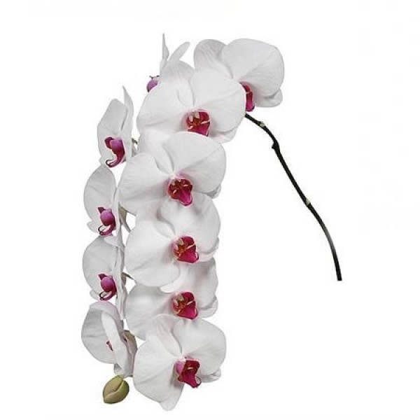 PHALAENOPSIS RED LIPS (PER FLOWER)