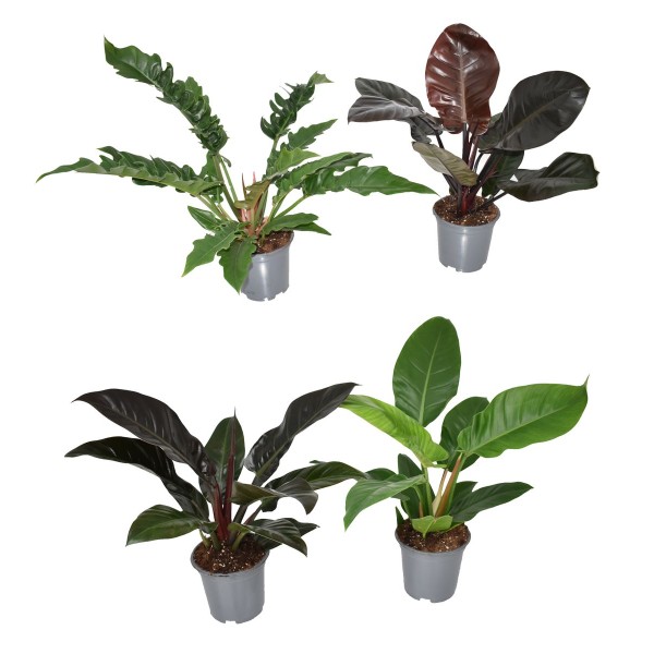 PHILODENDRON OTHER Inaltime:50