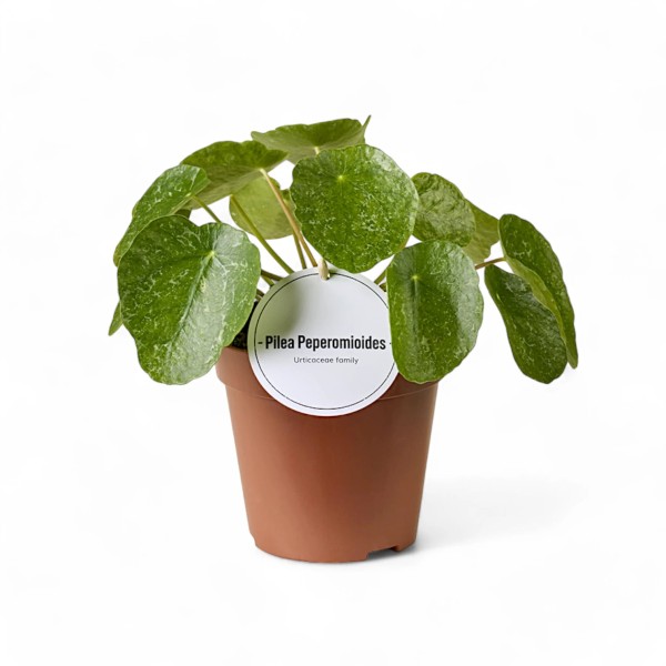 PILEA PEPEROMOIDES