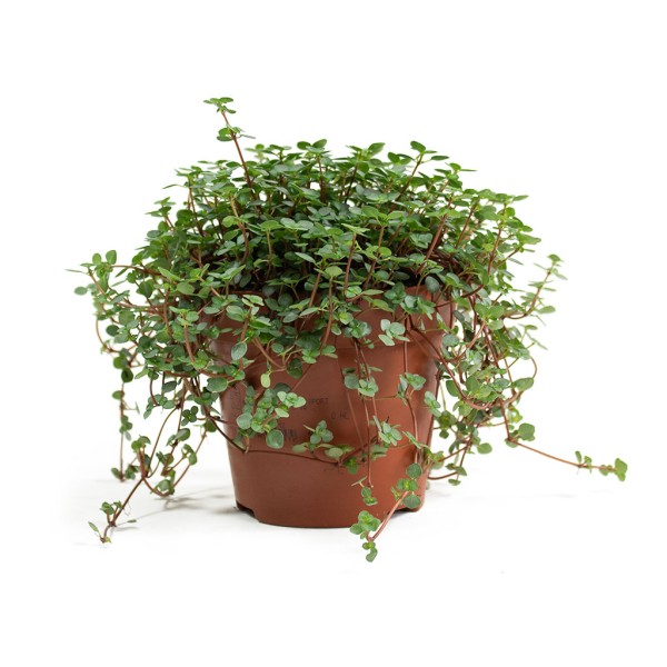 PILEA GLAUCOPHYLLA GREYZY Inaltime:50