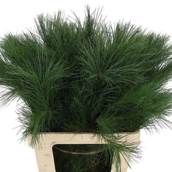Pinus strobus handbos Inaltime:50