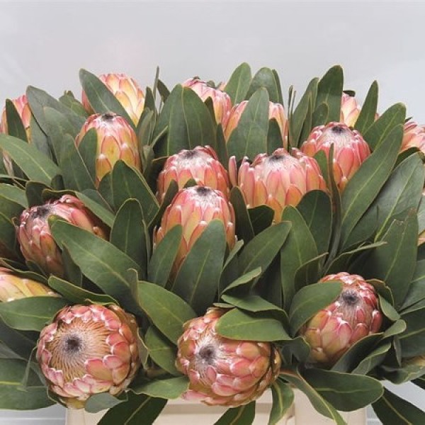 PROTEA SUSARA Inaltime:50