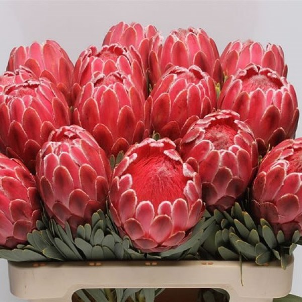PROTEA VENUS Inaltime:50