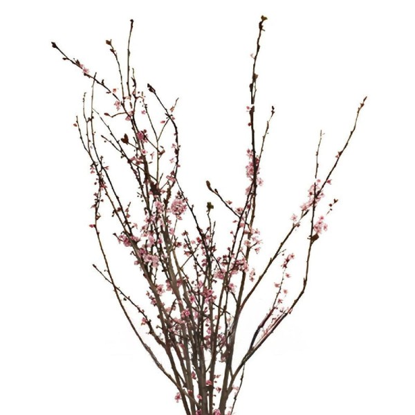 PRUNUS TRILOBA Inaltime:50