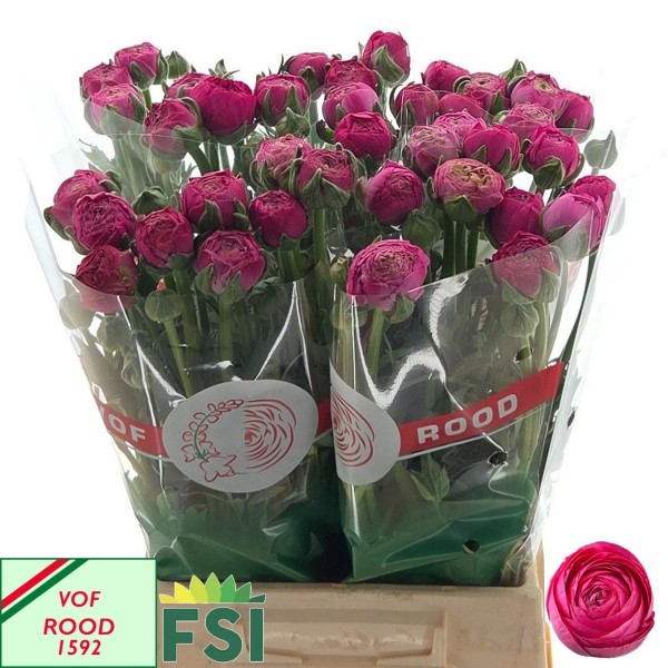 RANUNCULUS AAZUR DEEP PINK Inaltime:45