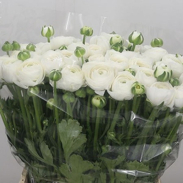 RANUNCULUS AMANDINE WHITE Inaltime:45