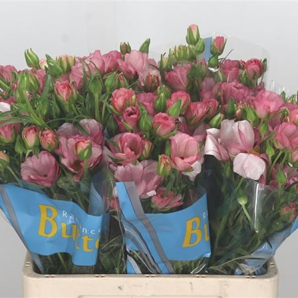 RANUNCULUS BUTTERFLY LYCIA Inaltime:45