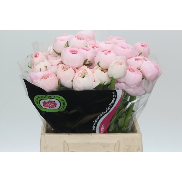 RANUNCULUS CLOONEY LADY Inaltime:45
