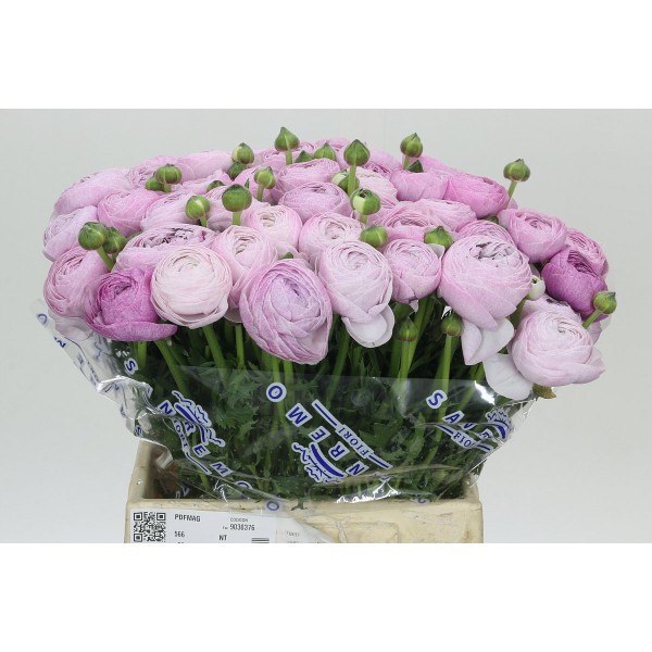 RANUNCULUS CLOONEY NEBBIA Inaltime:45