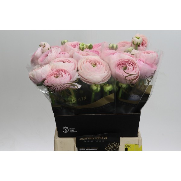 RANUNCULUS SUCCESS FAVOLA Inaltime:45