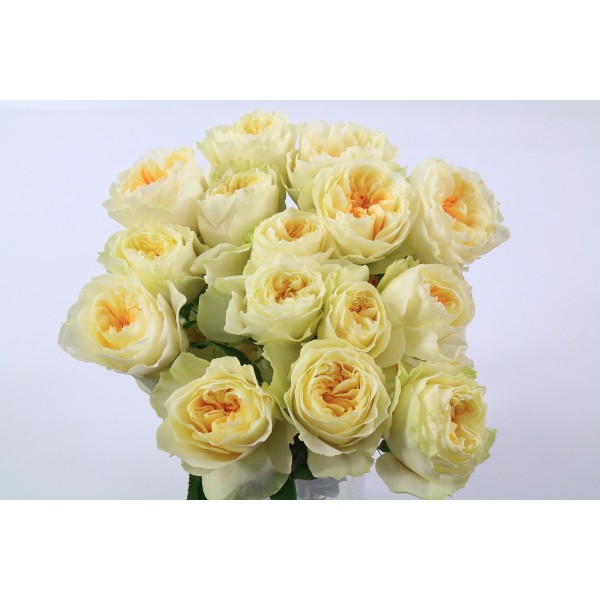 ROSA EC GARDEN ANTONIA Inaltime:60