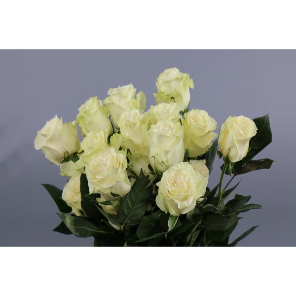 ROSA EC MONDIAL Inaltime:60