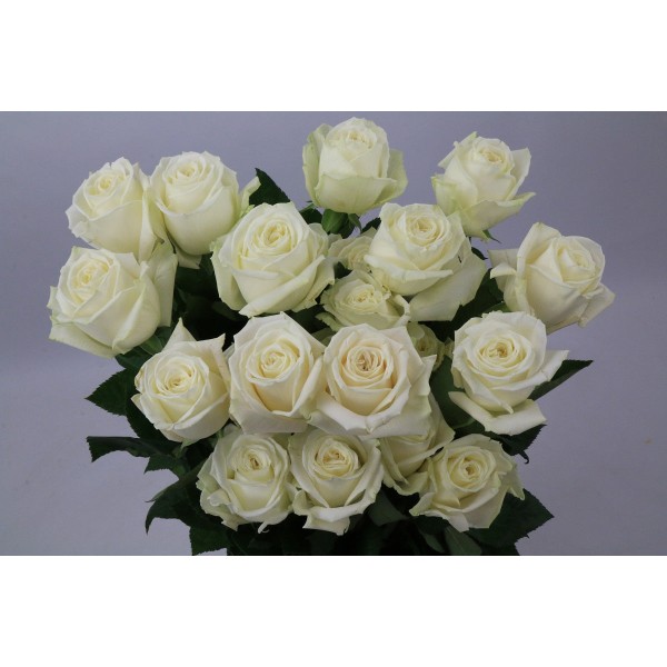 ROSA EC PLAYA BLANCA Inaltime:60