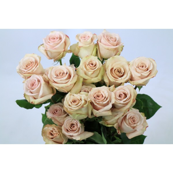 ROSA EC QUICKSAND Inaltime:60
