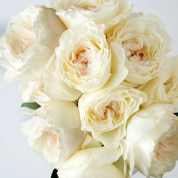 ROSA GR  GARDEN WHITE CLOUD Inaltime:60