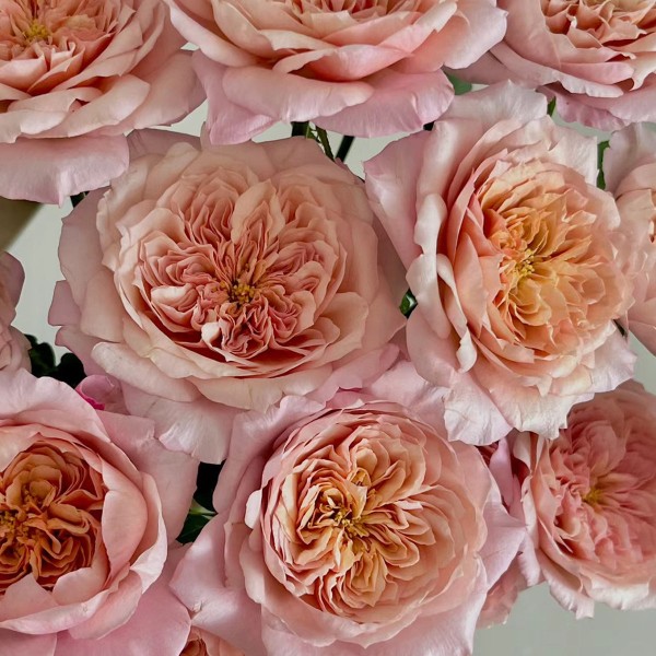 ROSA GR GARDEN MIYABI BROWN Inaltime:60