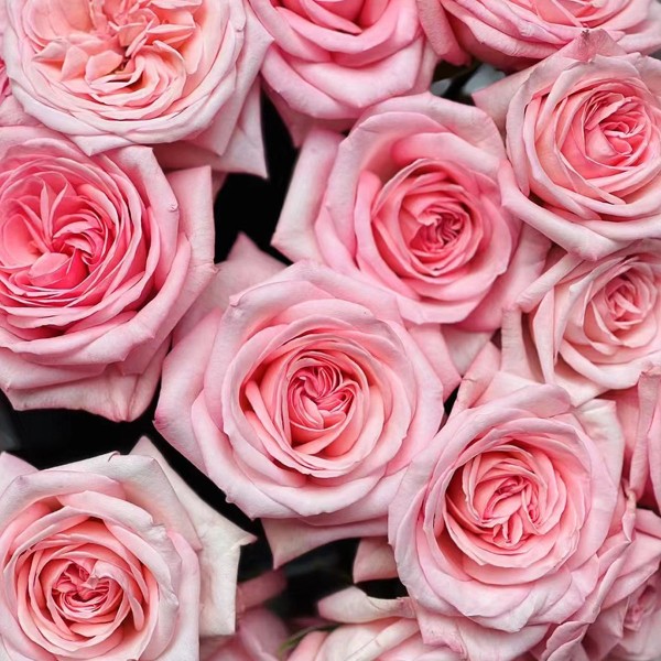 ROSA GR GARDEN PINK OHARA Inaltime:60