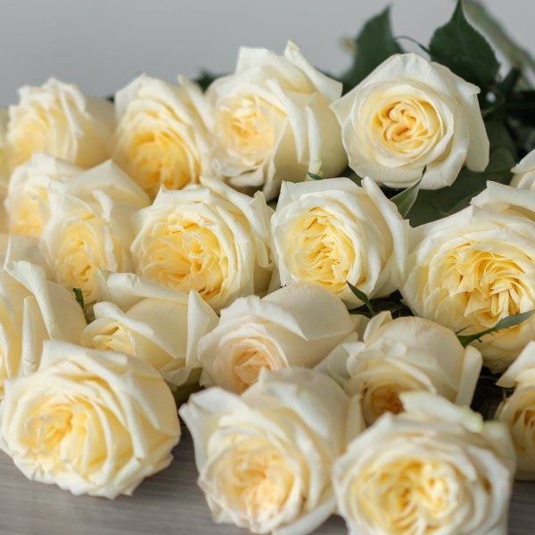 ROSA LA CANDLELIGHT Inaltime:60