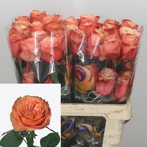 ROSA LA KAHALA Inaltime:60