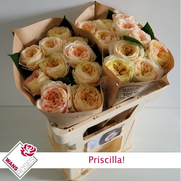 ROSA LA PRISCILLA Inaltime:60