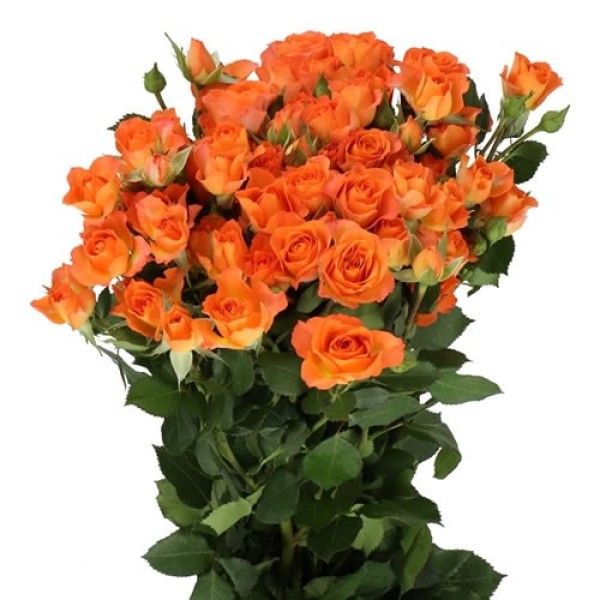 ROSA SPRAY 4 GOOD PEACH Inaltime:60