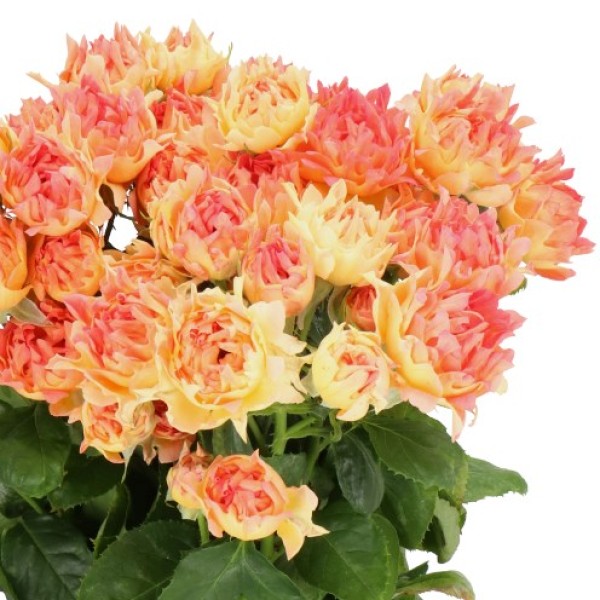 ROSA SPRAY HASTHAGS FLAME Inaltime:60