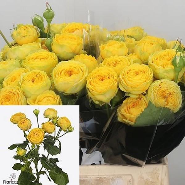 ROSA SPRAY SUN TRENDSETTER Inaltime:60