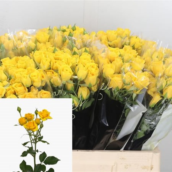 ROSA SPRAY YELLOW BABE Inaltime:60