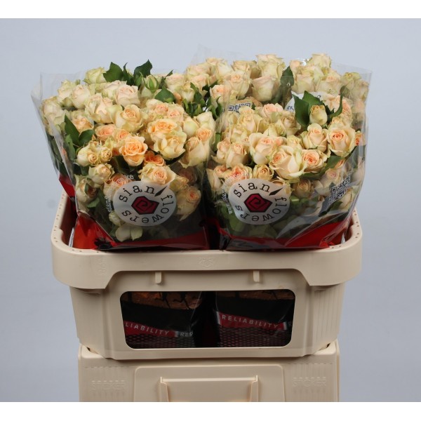 ROSA SPRAY SANCERRE Inaltime:60