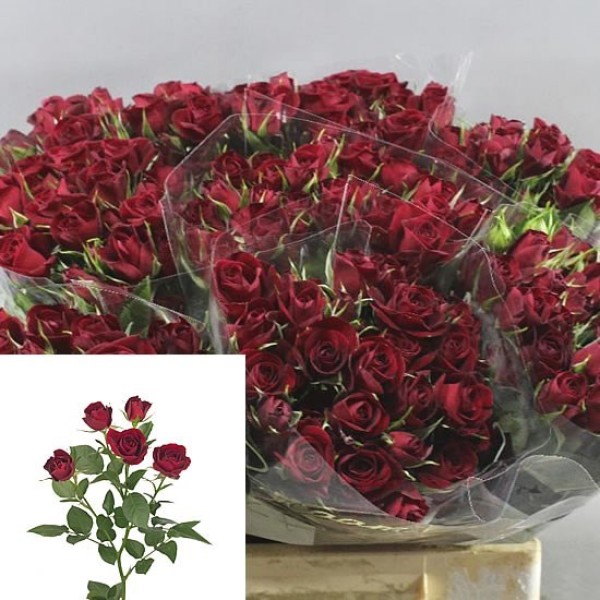ROSA SPRAY RUBICON Inaltime:60
