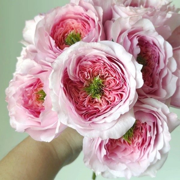 ROSA SPRAY SERENDIPITY Inaltime:60