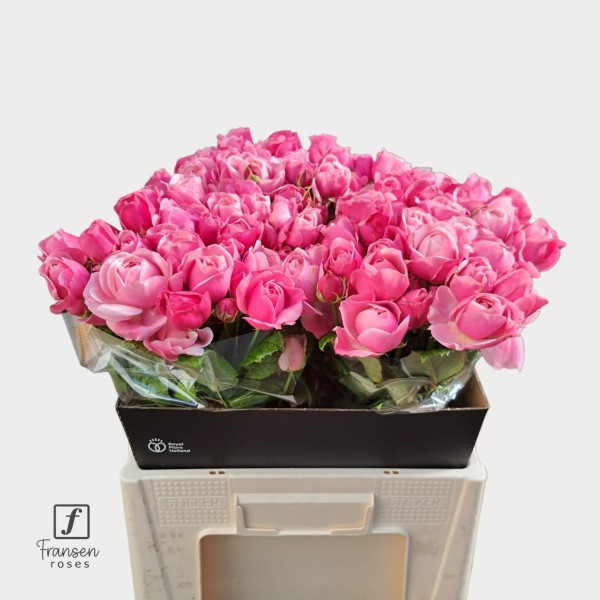 ROSA SPRAY SILVA PINK+ Inaltime:60