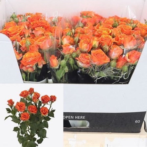 ROSA SPRAY SMASHING Inaltime:60