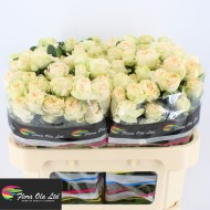ROSA SPRAY SUMMERROSE Diamentru:5/7 Inaltime:60