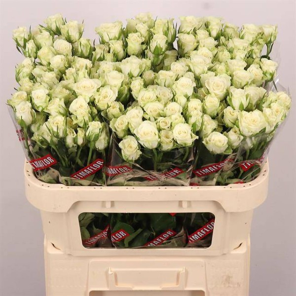 ROSA SPRAY SNOWFLAKE Inaltime:60