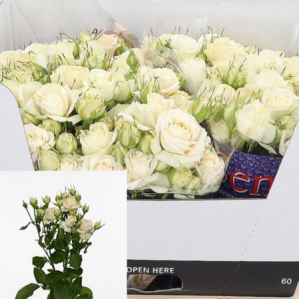 ROSA SPRAY SUPER BUBBLES Inaltime:60