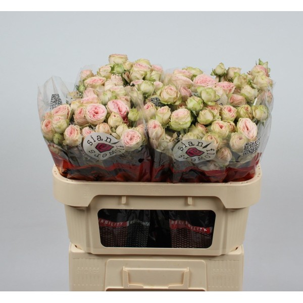 ROSA SPRAY SWEET GISELLE! Inaltime:60