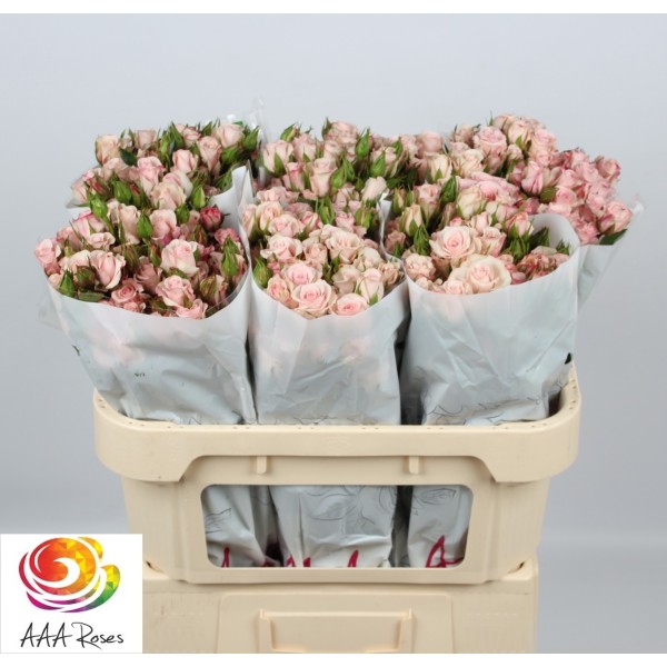 ROSA SPRAY SWEET PORCELINA Inaltime:60