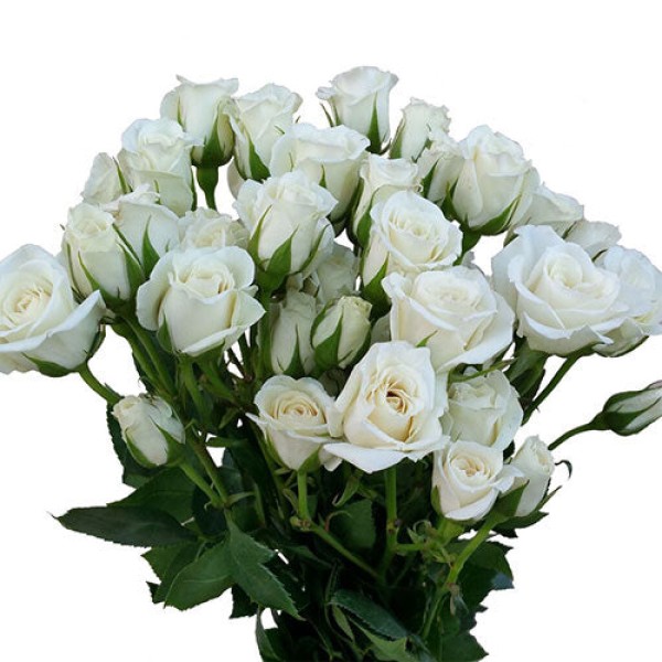 ROSA SPRAY WHITE MAJOLIKA (SPRAY) Inaltime:60