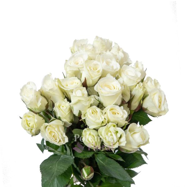 ROSA SPRAY VIVIANE Inaltime:60