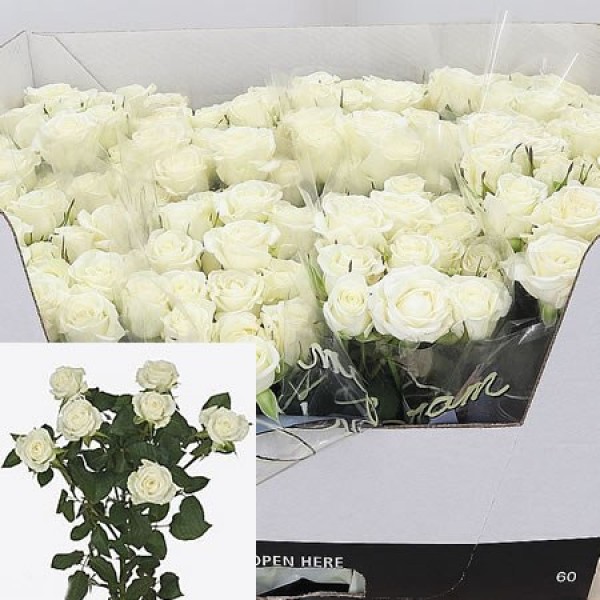 ROSA SPRAY WEDDING PARTY Inaltime:60