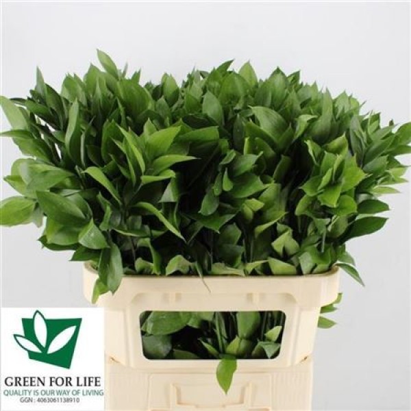 RUSCUS