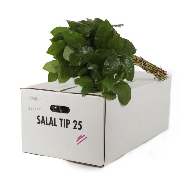 SALAL TIPS Inaltime:50