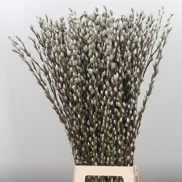 SALIX SNOW FLAKE Inaltime:70