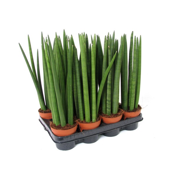 SANSEVIERIA CYLINDRICA OTHER Inaltime:70