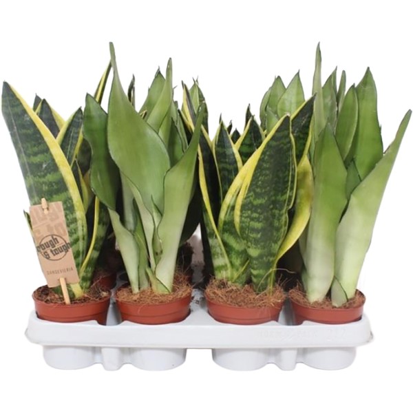 SANSEVIERIA TRIFASCIATA HAHNII Inaltime:70