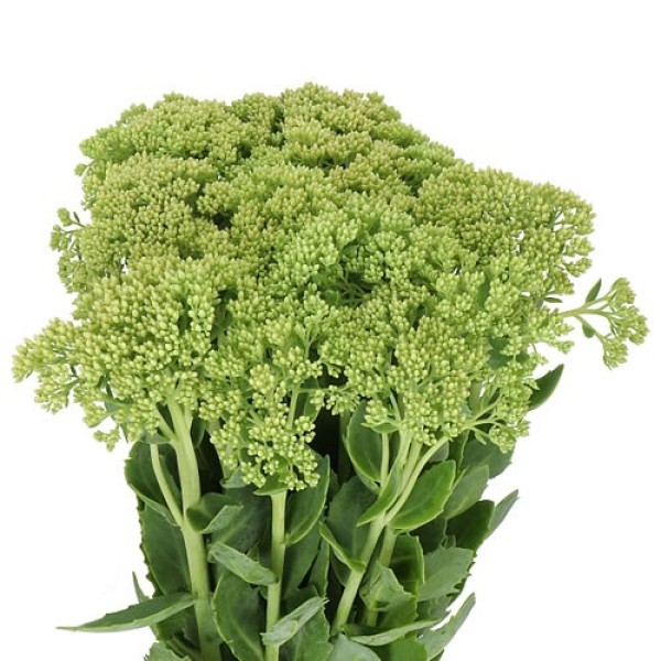SEDUM SPECTABILE GREEN Inaltime:50